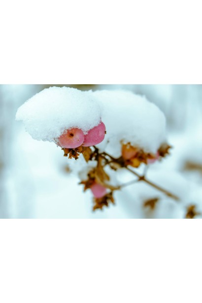 Сніжноягідник Аметист зимою